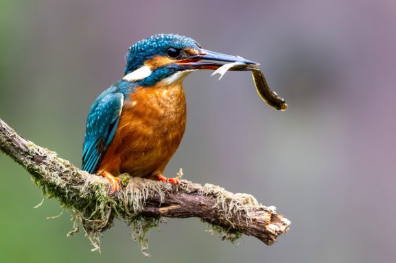 Gartenhütte II bei Arjan Troost