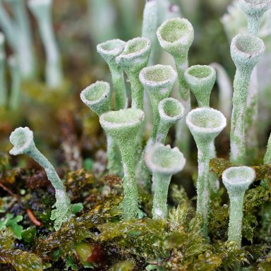 Blütenstand einer Flechte