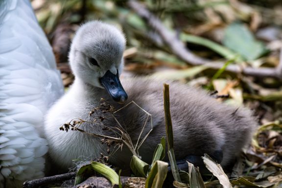 sehr junger Schwan